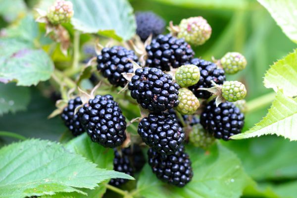 Blackberry Bush Removal in Simi Valley
