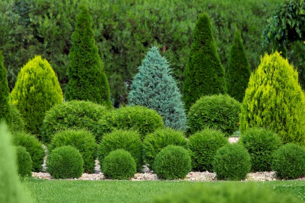 Bush Shaping Service in Simi Valley