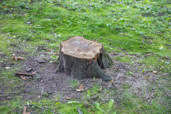 Bush Stump Removal in Simi Valley