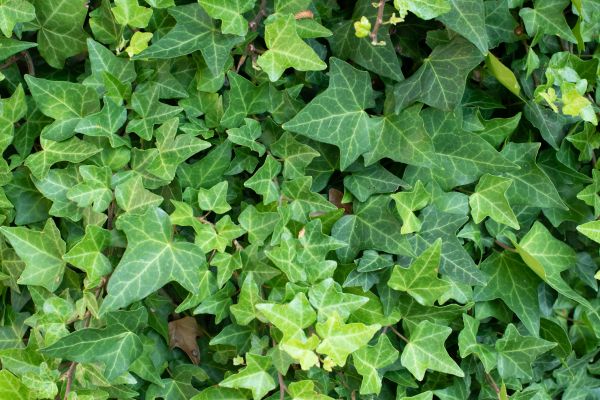English Ivy Removal in Simi Valley
