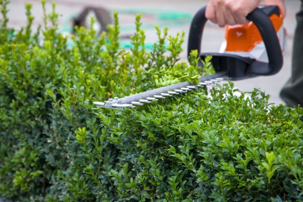 Hedge Pruning in Simi Valley