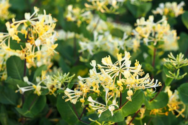 Honeysuckle Removal in Simi Valley