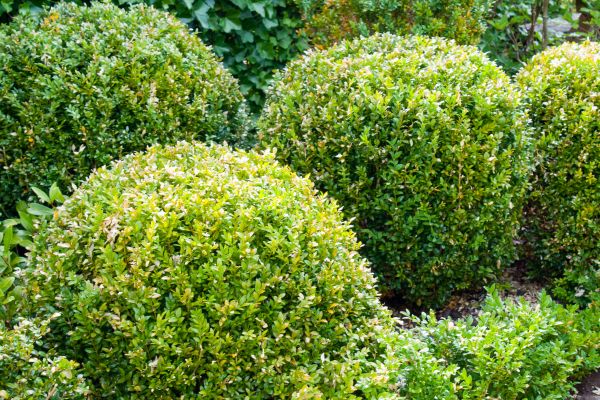 Landscape Trimming Service in Simi Valley
