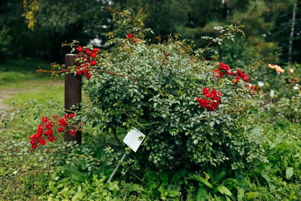 Rose Bush Removal in Simi Valley