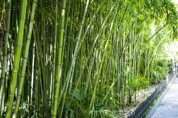 Bamboo Root Removal in Simi Valley