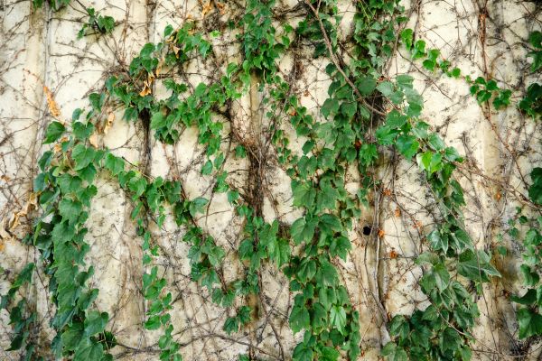 Vine Removal Service in Simi Valley