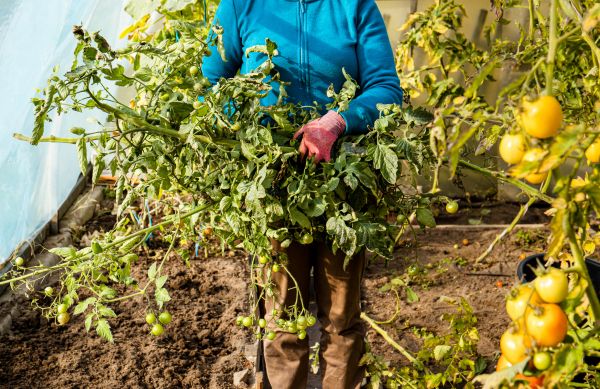 Garden Plant Removal in Simi Valley
