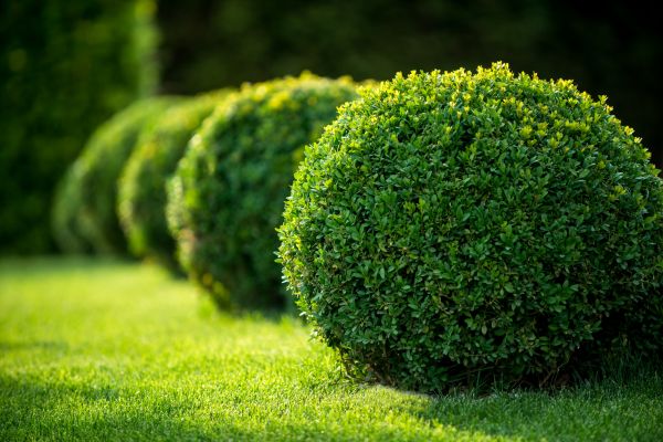 Bush Pruning in Simi Valley