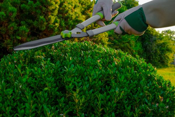 Topiary Shearing in Simi Valley