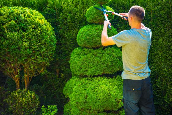 Topiary Shaping in Simi Valley