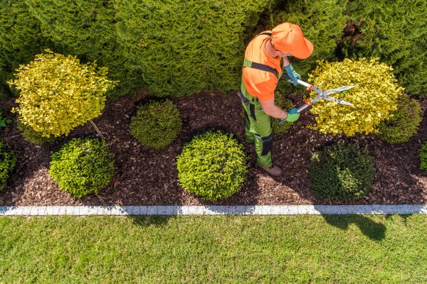 Topiary Trimming in Simi Valley