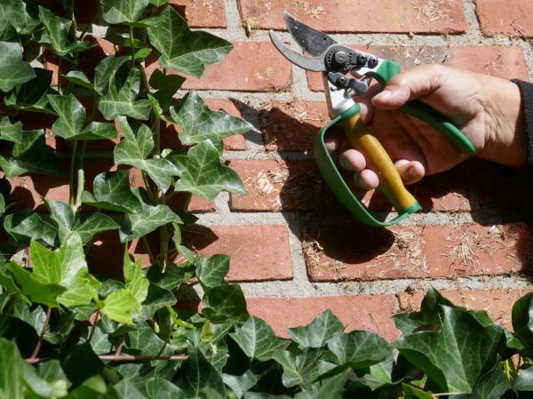 Ivy Removal Service in Simi Valley