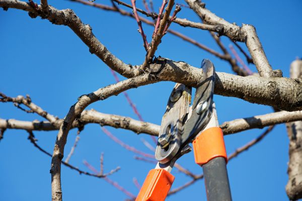 Selective Pruning in Simi Valley