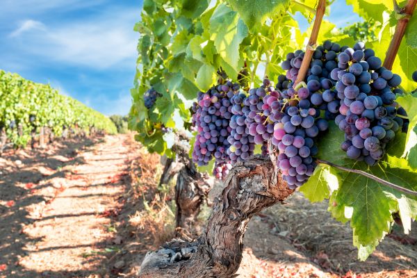 Grapevine Pruning in Simi Valley