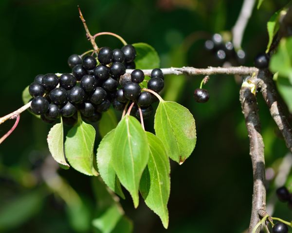 Buckthorn Removal in Simi Valley