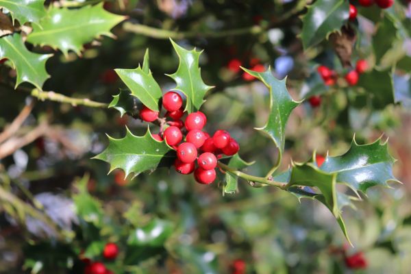 Holly Tree Trimming in Simi Valley
