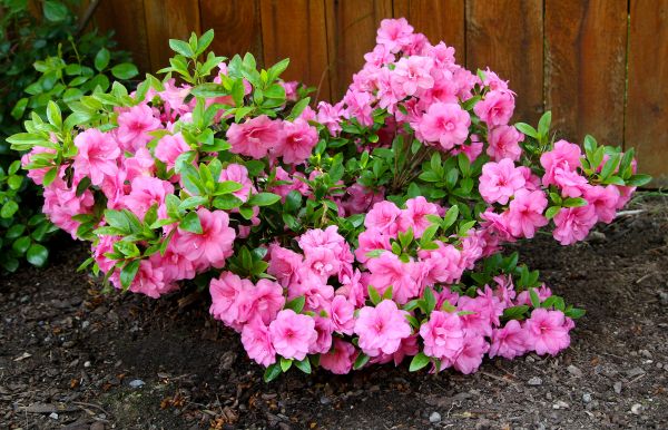 Azaleas Removal in Simi Valley
