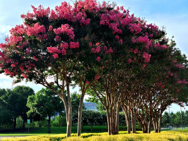 Crepe Myrtle Pruning in Simi Valley