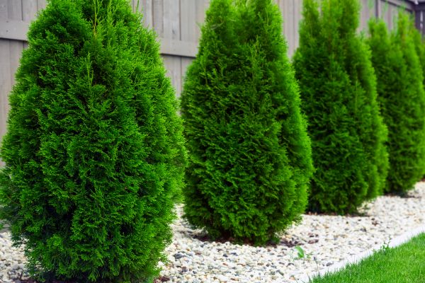 Arborvitae Pruning in Simi Valley
