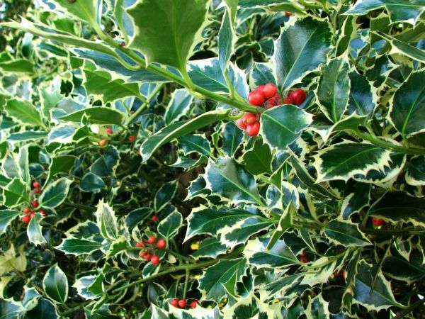 Holly Bushes Trimming in Simi Valley