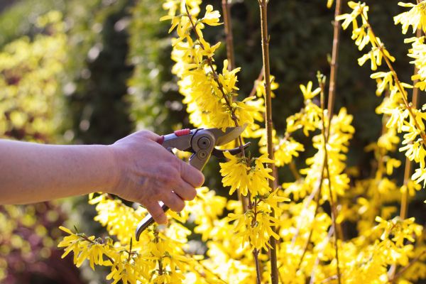 Forsythia Pruning in Simi Valley