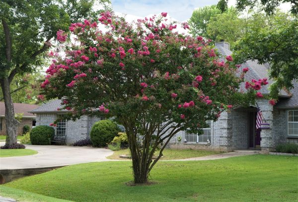 Crepe Myrtle Trimming in Simi Valley
