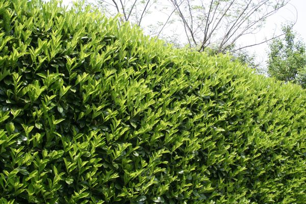 Laurel Shrub Removal in Simi Valley