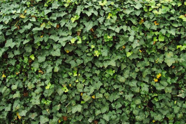 Ivy Pruning service in Simi Valley