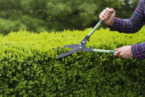 Evergreen Shrub Pruning in Simi Valley
