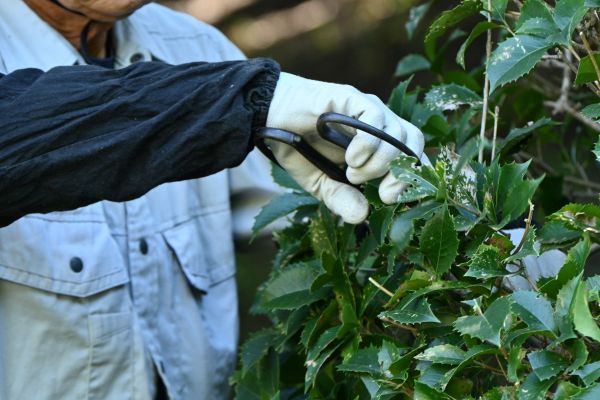Holly Pruning in Simi Valley