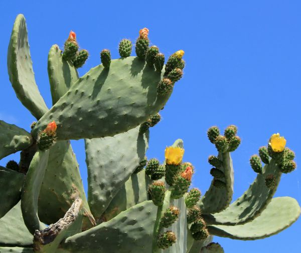 Cactus Removal in Simi Valley