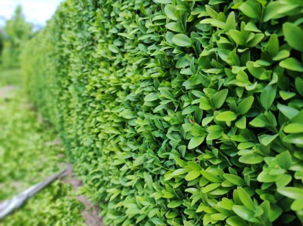 Boxwood Pruning in Simi Valley