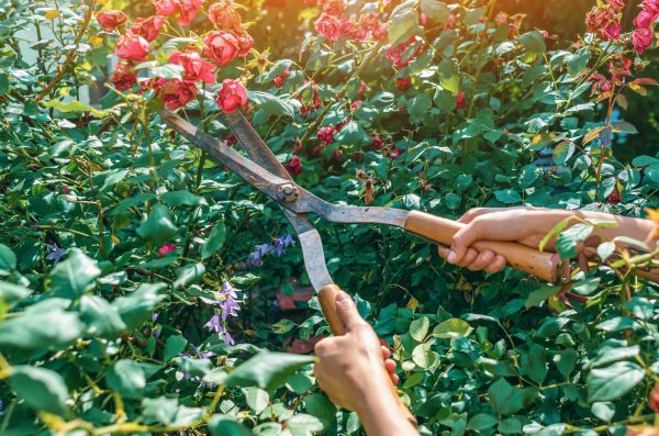 Knockout Roses Pruning in Simi Valley