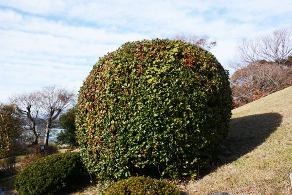 Holly Shrub Pruning in Simi Valley