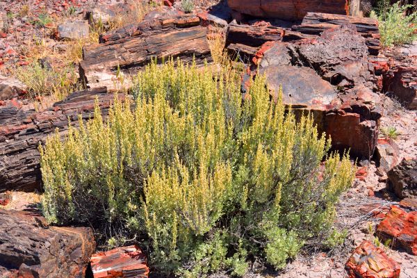 Sagebrush Removal in Simi Valley