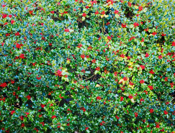 Holly Bush Removal in Simi Valley