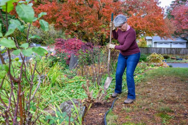Dead Bush Removal in Simi Valley