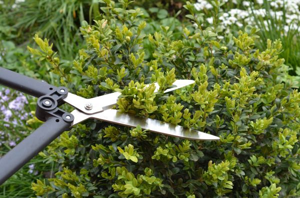 Boxwood Trimming in Simi Valley