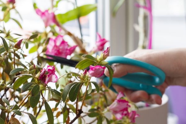 Azalea Pruning in Simi Valley