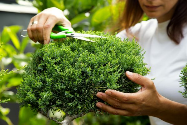 Juniper Shrub Pruning in Simi Valley