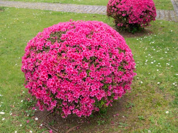Rhododendron Pruning in Simi Valley
