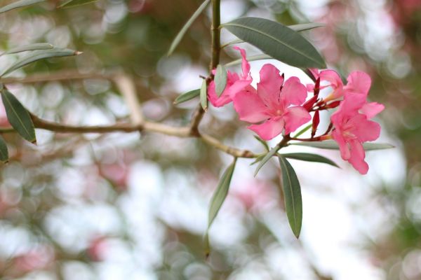 Oleander Removal in Simi Valley