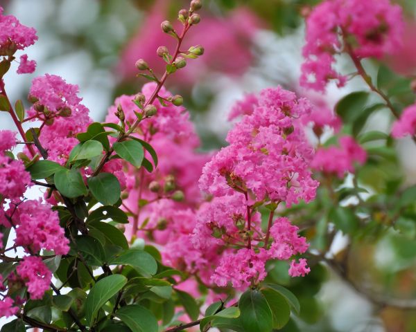 Crepe Myrtle Removal in Simi Valley