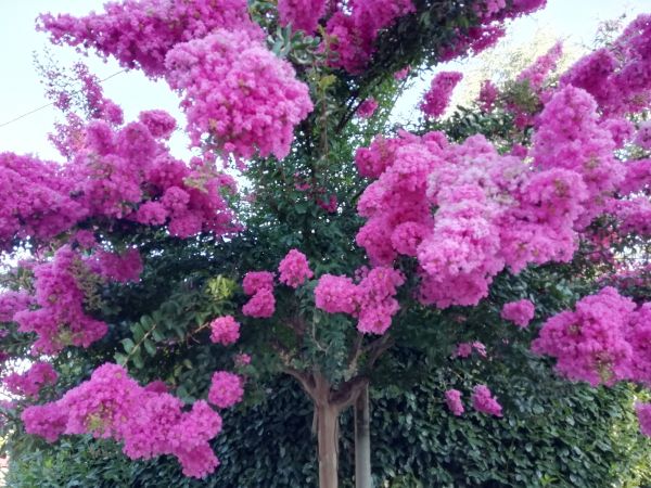 Crape Myrtle Pruning in Simi Valley