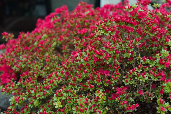 Weigela Removal Service in Simi Valley
