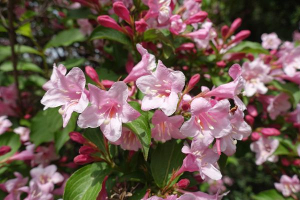 Weigela Pruning Service in Simi Valley