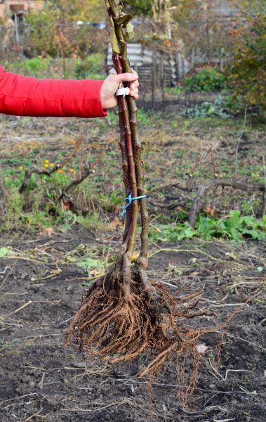Shrub Root Removal in Simi Valley
