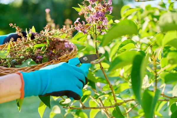 Lilac Trimming Service in Simi Valley