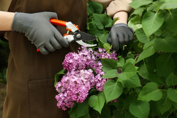 Lilac Pruning Service in Simi Valley
