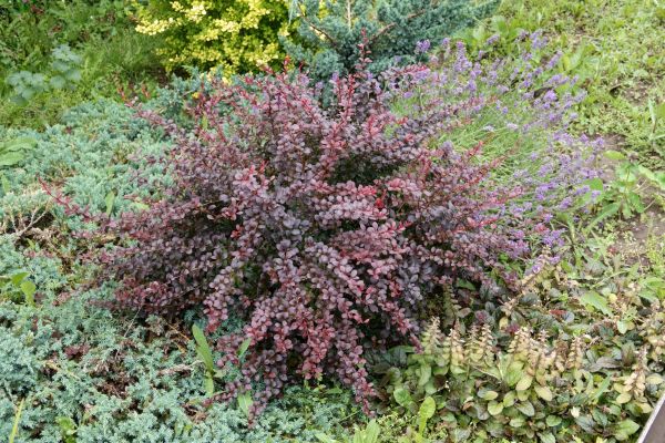 Japanese Barberry Removal in Simi Valley